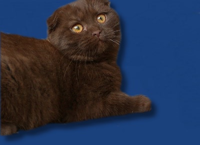 Scottish Fold Cinnamon